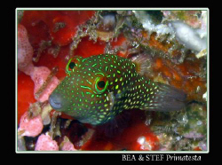 Tiny cute fish. Canon G9 & Inon D2000 strobe. by Bea & Stef Primatesta 